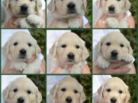 de pups