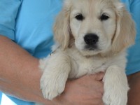 lila