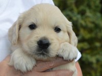 pup-2