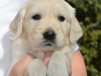 puppy-3