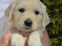 puppy-4