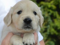 puppy-6