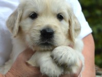 puppy-7