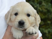 puppy-8