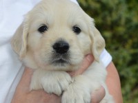 puppy-9