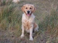 Ayla 2 jaar