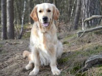 Timber
