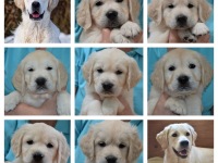 fotocollage pups met Mads en Maxx