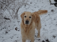 Maggie